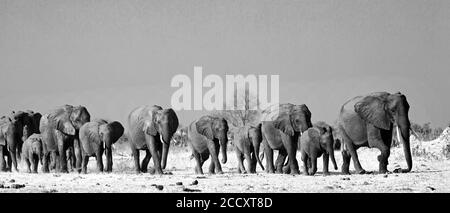 Panorama einer Elefantenfamilie, die durch die goldenen, sonnenbeschienenen afrikanischen Ebenen im Hwange National Park, Simbabwe, Südafrika, geht Stockfoto