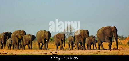 Panorama einer Elefantenfamilie, die durch die goldenen, sonnenbeschienenen afrikanischen Ebenen im Hwange National Park, Simbabwe, Südafrika, geht Stockfoto