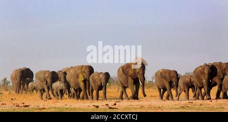 Große Herde von Elefanten, die in einer Linie durch die afrikanische Savanne wandern, Hwange National Park, Simbabwe, Südafrika Stockfoto