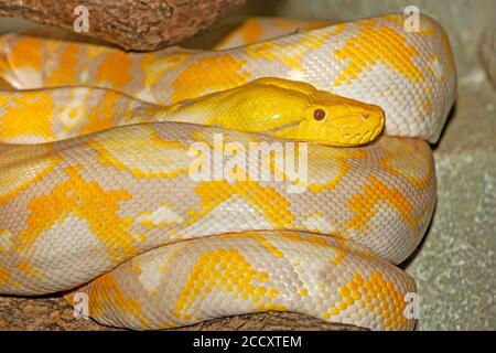 RETIKULIERT ALBINO-PYTHON Python reticulatus Stockfoto