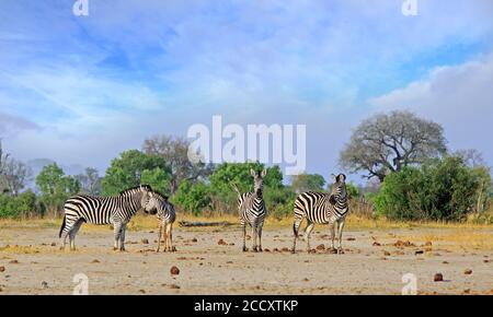 Ein Dazzle von Zebras, die auf der offenen Afrikanischen Ebene mit einem schönen hellblauen bewölkten Himmel und Buschhintergrund im Hwange National Park, Simbabwe, stehen Stockfoto