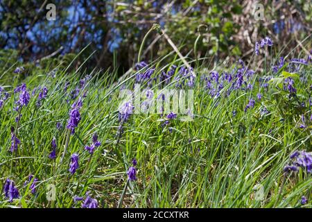 Bluebells (Hyacinthoides non-scripta) wachsen am Straßenrand Stockfoto