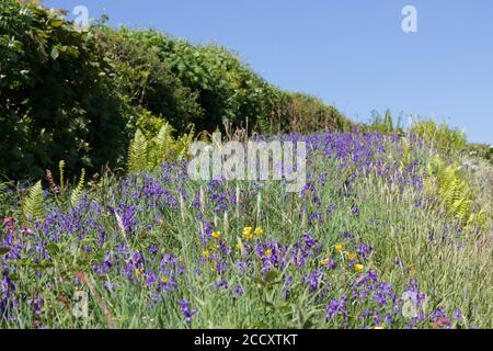 Bluebells (Hyacinthoides non-scripta) wachsen am Straßenrand Stockfoto