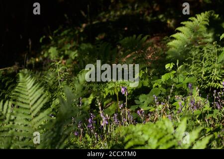 Bluebells ((Scilla non-script) und Male Ferm (Dryopteris filix-Mas) Auf einem Waldboden Stockfoto