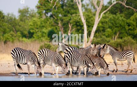 Zebraherde trinkt aus dem Makololo Wasserloch mit üppigem grünen Laub im Hintergrund. Hwange-Nationalpark, Simbabwe Stockfoto