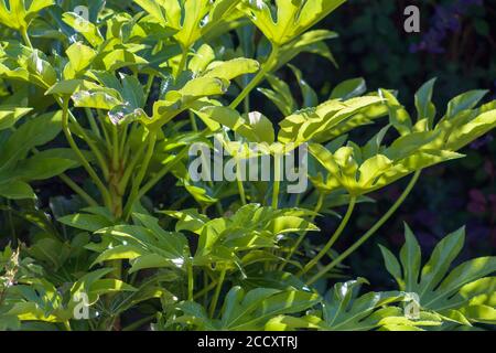 Sonnenbeschienenen Paerplant (Fatsia japonica) Stockfoto