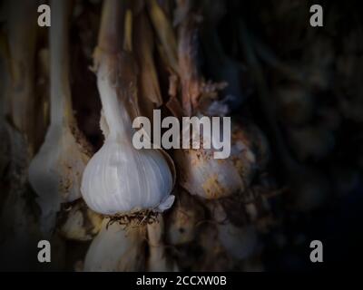 Bund von weißen Knoblauch Zwiebeln in dunkel. Weißer Knoblauch ist Gewürz-Zutat nützlich beim Kochen. Stockfoto