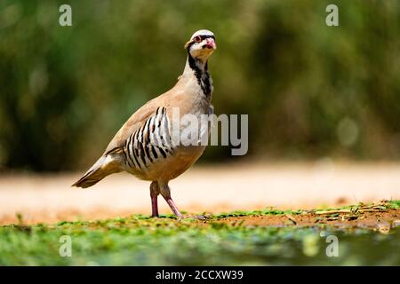 Chukar Partridge oder Chukar (Alectoris chukar) fotografiert in Israel, in der Nähe eines Wasserbecken Negev Wüste. Ein paläarktische Upland Gamebird im Fasane fa Stockfoto