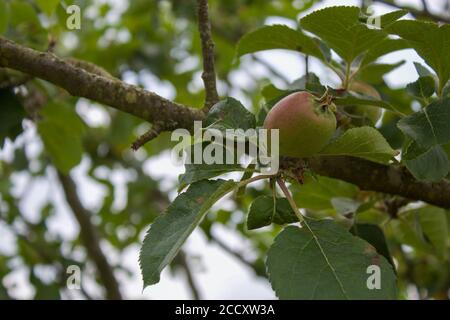 Äpfel wachsen auf einem Paradiesapfel (Malus pumila) Baum Stockfoto