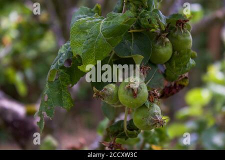 Äpfel wachsen auf einem Paradiesapfel (Malus pumila) Baum Stockfoto