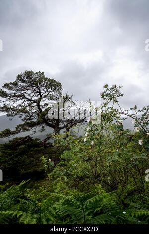 Glen Affric Pfad an einem regnerischen Tag, Schottland Stockfoto