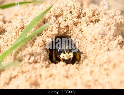 Europäischer Bienenwolf (Philanthus triangulum), Weibchen, Blick aus dem Zuchtrohr, Mecklenburg-Vorpommern, Deutschland Stockfoto