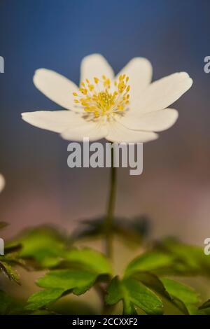 Holzanemonen (Anemone nemorosa ), blühend, Bayern, Deutschland Stockfoto