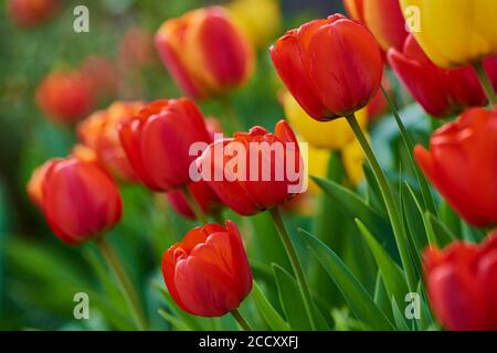 Didier-Tulpe oder Gartentupe (Tulipa gesneriana) blüht, Bayern, Deutschland Stockfoto