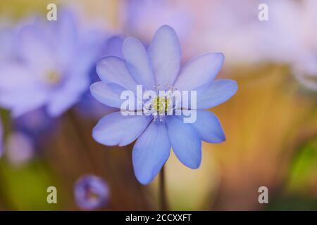 Leberblümchen (Anemone hepatica ), blühend, Bayern, Deutschland Stockfoto