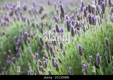 Lavendelplantage auf der Öko-Farm Sao Benedito, Sao Paulo, Brasilien Stockfoto