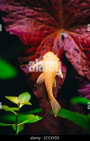 Gelber Ancistrus albino in einem Süßwasseraquarium. Stockfoto