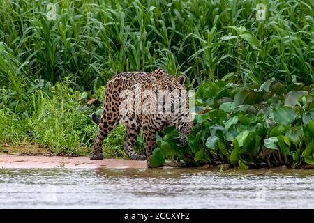 Jaguar (Panthera onca), bleibt im Küstengebiet, Matto Grosso do Sul, Pantanal, Brasilien Stockfoto
