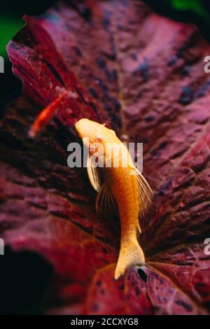 Gelber Ancistrus albino in einem Süßwasseraquarium. Stockfoto