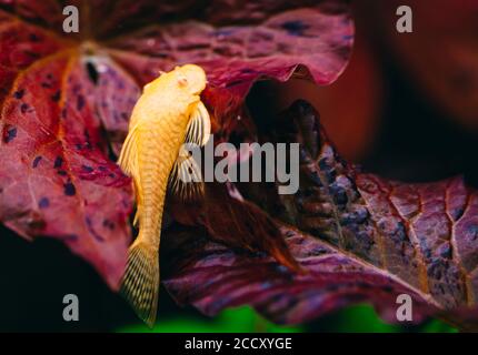 Gelber Ancistrus albino in einem Süßwasseraquarium. Stockfoto