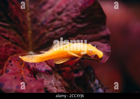 Gelber Ancistrus albino in einem Süßwasseraquarium. Stockfoto