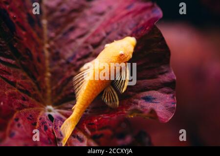 Gelber Ancistrus albino in einem Süßwasseraquarium. Stockfoto