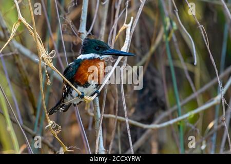 Ringeleisvogel (Megaceryle torquata), Pantanal, Mato Grosso, Brasilien Stockfoto