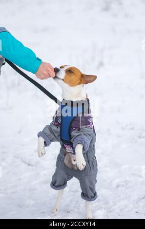 Master Hand Fütterung basenji Hund trägt Wintermantel und stehend Auf den Hinterbeinen auf dem schneebedeckten Boden Stockfoto