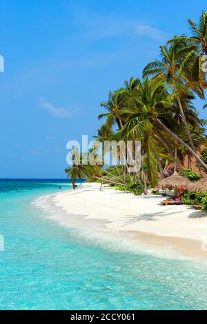 Lagune und Strand mit (Cocos nucifera), Filaidhoo, Raa Atoll, Malediven Stockfoto