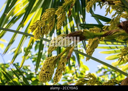 Chusanpalme (Trachycarpus fortunei), blühend, Blütenstand, Baden-Württemberg, Deutschland Stockfoto