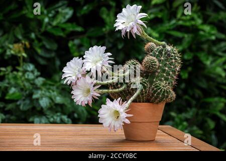 Kaktusblüten, weiß, rosa, blühender Kaktus (Echinopsis sp.), Baden-Württemberg, Deutschland Stockfoto