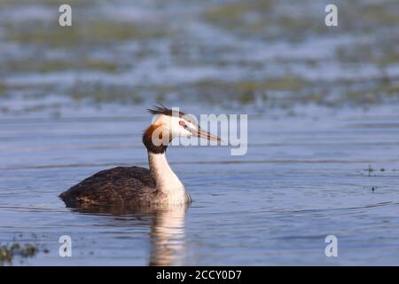 Haubentaucher (Podiceps cristatus) schwimmt auf einem See, Rheinland-Pfalz, Deutschland Stockfoto