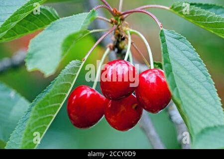 Kirsche (Prunus), süße Kirsche, reife Früchte an einem Ast hängend, Baden-Württemberg, Deutschland Stockfoto