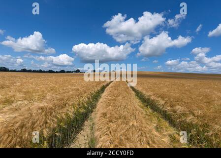 Traktorenbahnen im reifen Gerstenfeld (Hordeum vulgare), Mecklenburg-Vorpommern, Deutschland Stockfoto