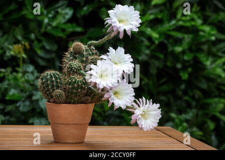 Kaktusblüten, weiß, rosa, blühender Kaktus (Echinopsis sp.), Baden-Württemberg, Deutschland Stockfoto