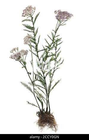 Schafgarbe (Achillea millefolium) auf weißem Grund, Deutschland Stockfoto