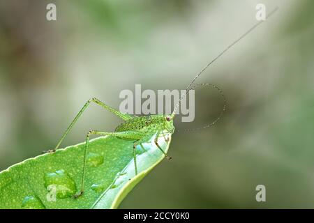 Gesprenkelt Buschkricket (Leptophyes punctatissima) sitzt auf Blatt, Baden-Württemberg, Deutschland Stockfoto