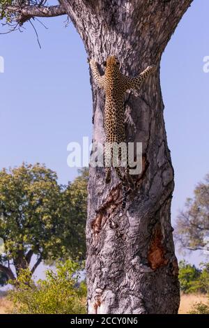 Leopard (Panthera pardus), weiblicher Kletterbaumstamm, Okavango Delta, Botswana Stockfoto