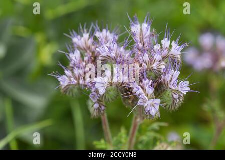 Blüte einer Lacy Phacelia (Phacelia tanacetifolia), Bayern, Deutschland Stockfoto