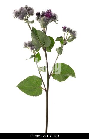 Filzburdock (Arctium tomentosum) auf weißem Hintergrund, Deutschland Stockfoto