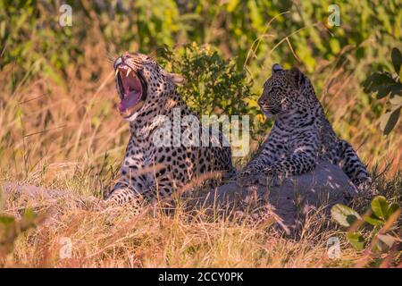 Leopard (Panthera pardus ), Weibchen mit Jungtiere, gähnend, Okawangodelta, Botswana Stockfoto