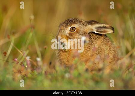 Braunhase (Lepus europaeus) juvenile leveret Fütterung in einer Sommerblumenwiese, Suffolk, England, Vereinigtes Königreich Stockfoto