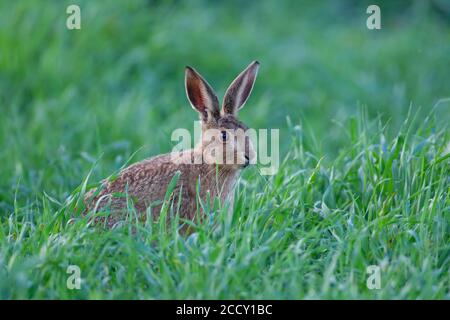 Braunhase (Lepus europaeus) juvenile leveret in einem Getreidefeld, Suffolk, England, Vereinigtes Königreich Stockfoto