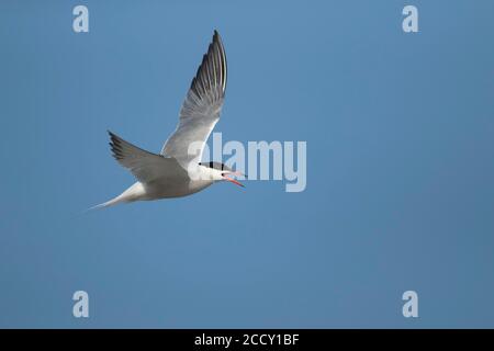 Gemeine Seeschwalbe (Sterna hirundo), ausgewachsener Vogel, der im Flug ruft, Suffolk, England, Vereinigtes Königreich Stockfoto
