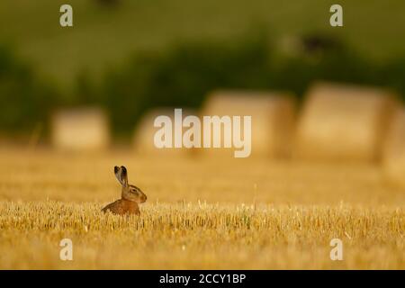 Brauner Hase (Lepus europaeus) Erwachsener sitzt in Stoppeln Feld, Norfolk, England, Vereinigtes Königreich Stockfoto