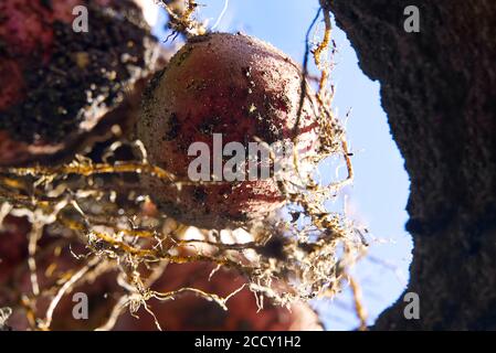 Graben bis Kartoffel unterirdische Ansicht. Selektiver Fokus. Frische rote Kartoffeln unterirdischer Blick. Kartoffelernte Saison. Stockfoto