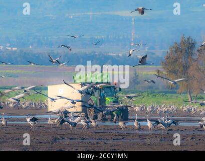 Israel, Hula Valley Besucher sehen eine große Herde von eurasischen Kranichen durch ein mobiles Versteck Stockfoto