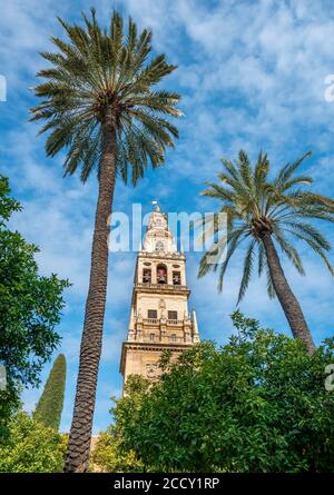 Kirchturm zwischen Palmen, Mezquita-Catedral de Cordoba oder Kathedrale der Empfängnis unserer Lieben Frau, Cordoba, Provinz Cordoba, Andalusien Stockfoto