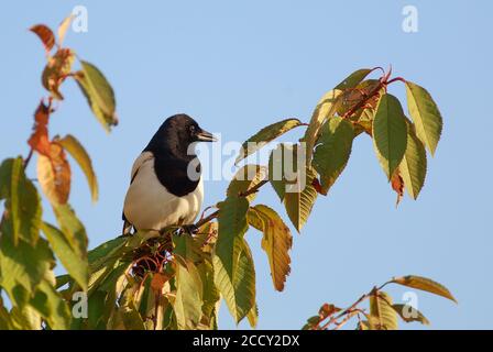 Seitenprofil einer eurasischen schwarz-weißen Elster, die auf einem herbstlich farbigen Baum thront, mit einem klaren blauen hellen Himmel. Stockfoto