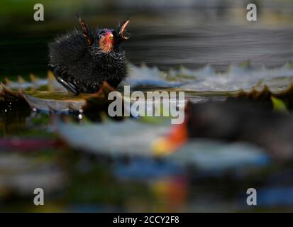 Moorhühner (Gallinula chloropus), Jungtier, Küken, Betteln um Nahrung, Baden-Württemberg, Deutschland Stockfoto